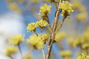 Cornus: Corneliancherrydogwood
