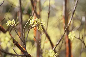 Cornus: Corneliancherrydogwood