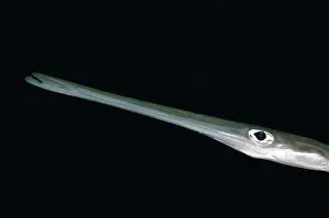 Straits: Cornetfish