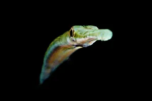 Commersonii: Cornetfish - Night dive