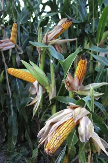 Maize: Cornfield in Iowa