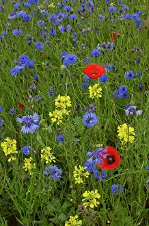 Papaver: Cornfield weeds - especially Cornflower and Poppies