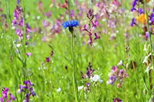 Hurtsickle: Cornflower