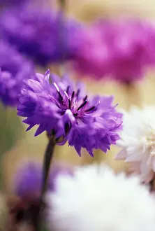 Polka: Cornflower