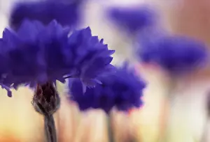 Cyanus: Cornflower