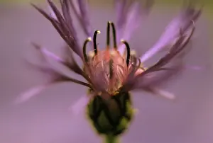 Knautia: Cornflower