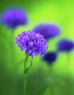 Cyanus: Cornflower