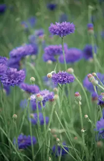 Cyanus: Cornflower