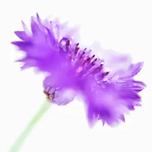 Cyanus: Cornflower