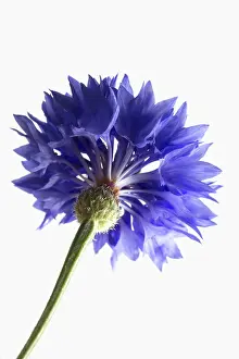 Cyanus: Cornflower