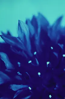 Cyanus: Cornflower