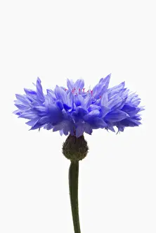 Cyanus: Cornflower