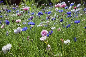 Cyanus: Cornflower