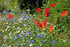 Cyanus: Cornflower