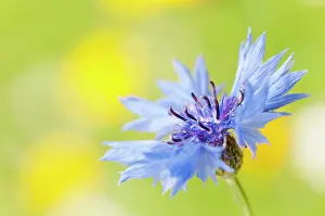 Cyanus: Cornflower