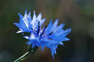 Cyanus: Cornflower