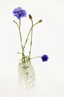 Cyanus: Cornflower