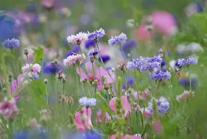 Cyanus: Cornflower