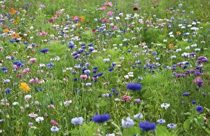 Blissful: Cornflower