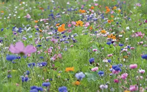 Blissful: Cornflower