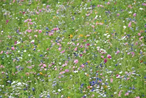Blissful: Cornflower