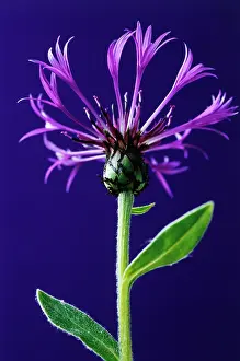 Photographic: Cornflower