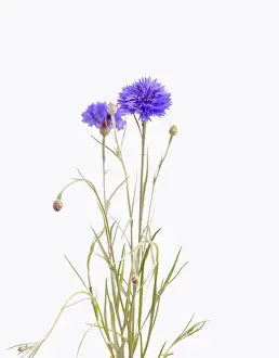 Cornflower: Cornflower