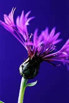 Cornflower: Cornflower