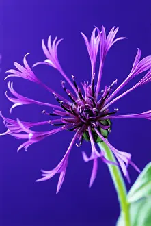 Cornflower: Cornflower