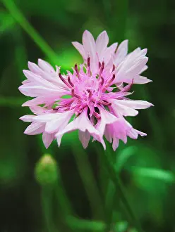 Cornflower: Cornflower