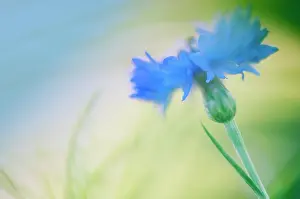 Cornflower: Cornflower