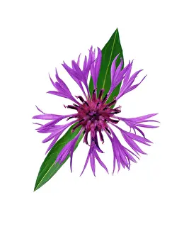 Cornflower: Cornflower