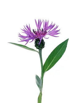 Cornflower: Cornflower
