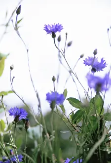 Cornflower: Cornflower