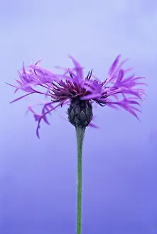 Cornflower: Cornflower