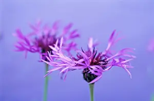 Cornflower: Cornflower