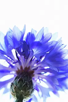 Cornflower: Cornflower