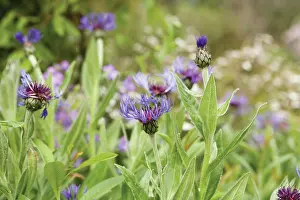 Cornflower: Cornflower