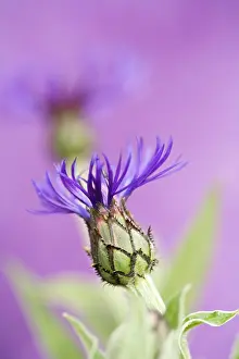 Geometrical: Cornflower
