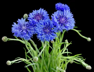 Cornflower: Cornflower
