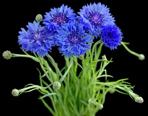 Cornflower: Cornflower