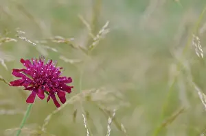 Cornflower: Cornflower