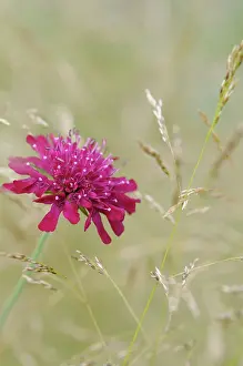 Cornflower: Cornflower