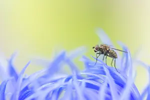 Cornflower: Cornflower