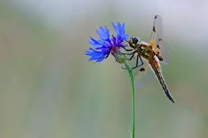 Chaser: Cornflower