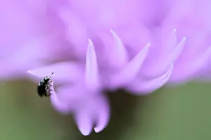 Cornflower: Cornflower