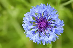 Cornflower: Cornflower