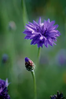 Uncluttered: Cornflower