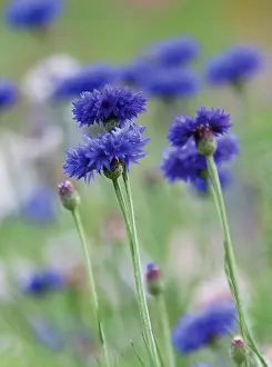 Flavour: Cornflower