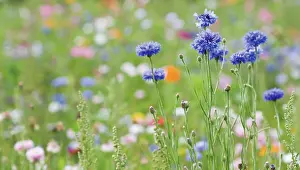 Flavour: Cornflower